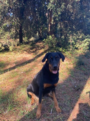 Étalon Berger de Beauce - Urarii Du Quartier De Thiou