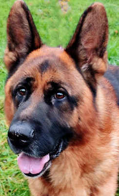 Étalon Berger Allemand - Rpg du clos de la gloriette