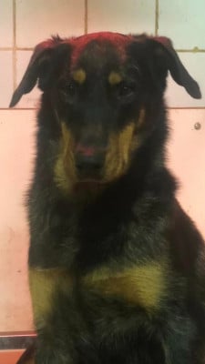 Étalon Berger de Beauce - Ulane argentée du temple de feu