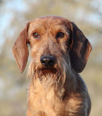 Étalon Teckel poil dur - CH. El_rey almarxils