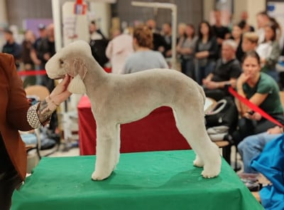 Étalon Bedlington Terrier - Someone like you Un Après-midi De Chien