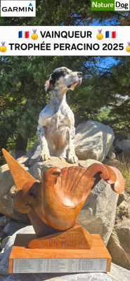 Étalon Setter Anglais - TR. CH. Silver dit salto du mas des Vernets