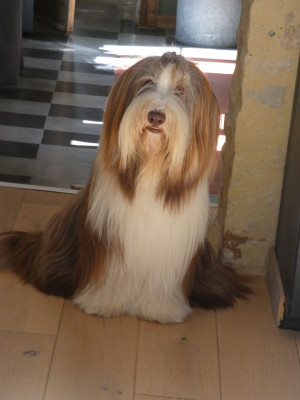 Étalon Bearded Collie - CH. Tinkerbell Pillywiggins