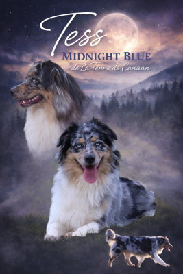 Étalon Berger Australien - Tess midnight blue De La Terre De Canaan