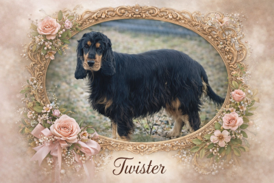 Étalon Cocker Spaniel Anglais - Twister du domaine de Std Gladyce