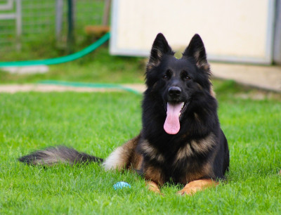 Étalon Berger Allemand Poil Long - Sakura du Verger des louves