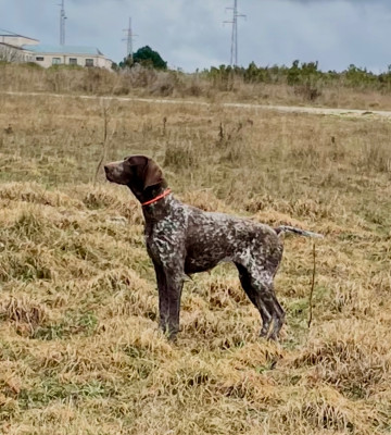Étalon Braque allemand à poil court - CH. Ulma du Clos de Reve d'Or