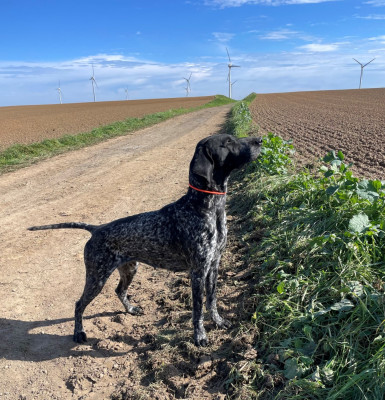 Étalon Braque allemand à poil court - CH. Ulzane du Clos de Reve d'Or