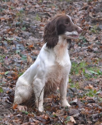 Étalon English Springer Spaniel - Ultra du plateau du coq noir