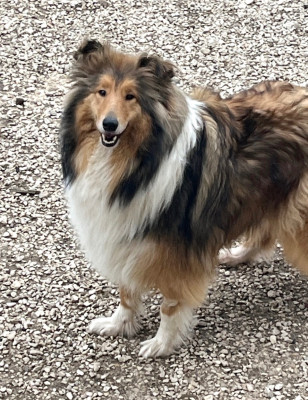 Étalon Colley à poil long - Tenerife De Pepsie Pep's