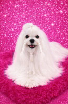 Étalon Bichon maltais - CH. Magic White Illusion Twilight