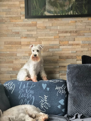 Étalon Schnauzer miniature - Fame glamour class