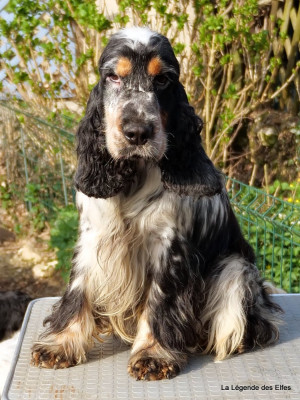 Étalon Cocker Spaniel Anglais - Utah beach de la légende des elfes