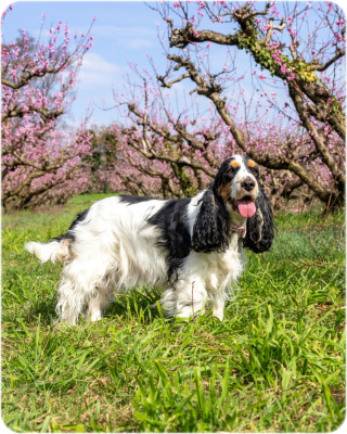 Étalon Cocker Spaniel Anglais - Telma Du Berceau Des Chouquettes