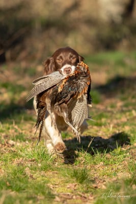 Étalon English Springer Spaniel - Uta du plateau du coq noir
