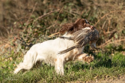 Étalon English Springer Spaniel - Ultra du plateau du coq noir