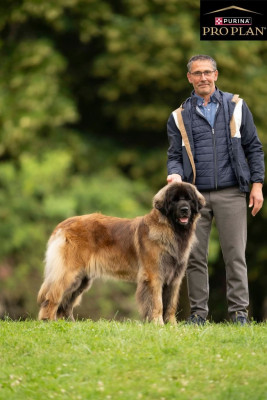 Étalon Leonberger - CH. Tahiti des Terres de Brière