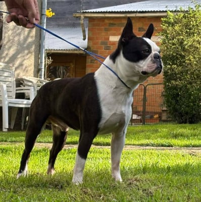 Étalon Boston Terrier - CH. Togo's all your loving vom norden haus}