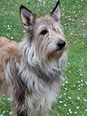 Étalon Berger de Picardie - Ultima De stephieci