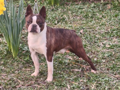 Étalon Boston Terrier - Thé platters Du grand fresnoy