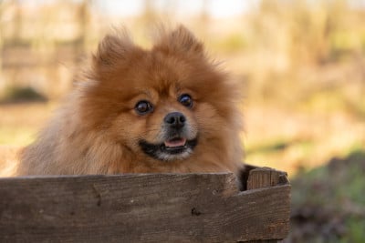 Étalon Spitz allemand - Tao (Sans Affixe)