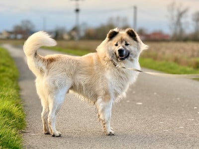 Étalon Bangkaew de Thailande - CH. Vhaïn no go rising sun