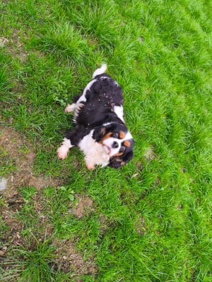 Tulipe du domaine des quatre pattes