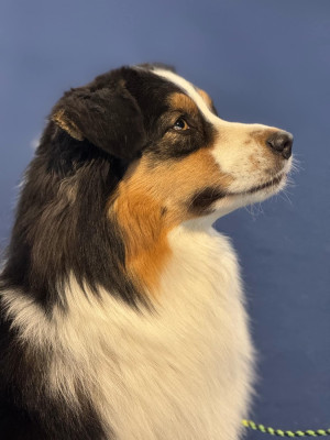 Étalon Berger Australien - Upendi lewa De La Tasmanie Sauvage