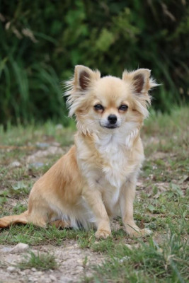 Étalon Chihuahua - Shoupie