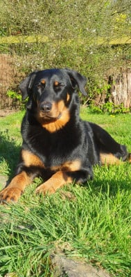 Étalon Berger de Beauce - Unaï kalla Des Feux Du Roc'h