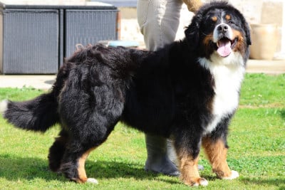 Étalon Bouvier Bernois - Toto africa De La Cathedrale Des Ours