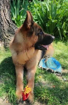 Étalon Berger Allemand - Rpg du clos de la gloriette