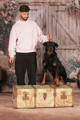 Étalon Berger de Beauce - CH. Solya du serment des brumes