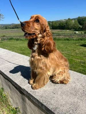 Étalon Cocker Spaniel Anglais - Umaya du Vallat de Galance