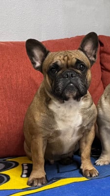 Étalon Bouledogue français - Scheyenne (Sans Affixe)