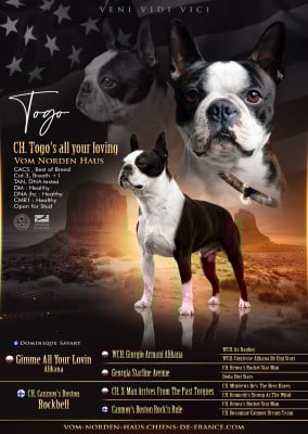 Étalon Boston Terrier - CH. Togo's all your loving vom norden haus}