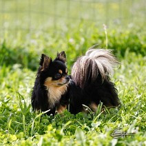 Étalon Chihuahua - Thor Des Jardins De Goyave