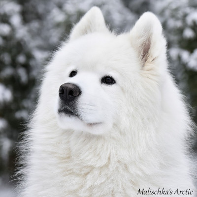 Étalon Samoyède - Ukumi ushna charm de Malischka's Arctic