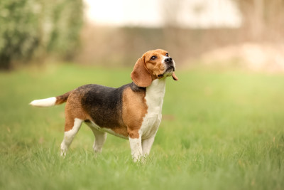 Étalon Beagle - Upette De La Motte Bientquoise