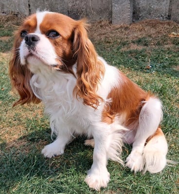 Étalon Cavalier King Charles Spaniel - Saphyr De la cascade enchantée