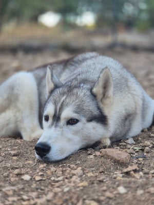 Étalon Siberian Husky - Tess Des Sarmentins