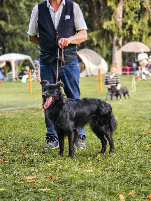 Étalon Berger des Pyrenees à face rase - Tilde de la Porte des Touim's