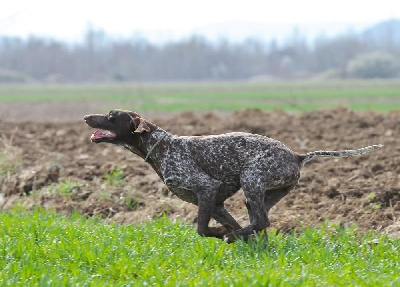 Étalon Braque allemand à poil court - CH. Ulma du Clos de Reve d'Or