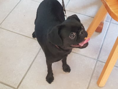 Étalon Petit Brabançon - Suzy Du Cottage Du Vieux Tilleul