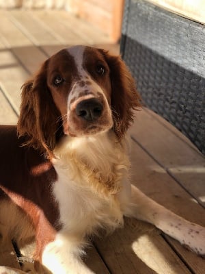 Étalon Welsh Springer Spaniel - Take five Des Brumes Du Tregor
