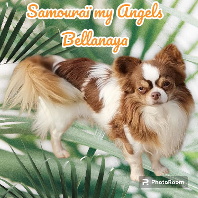 Étalon Chihuahua - Samouraï my angels bellanaya