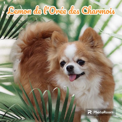 Étalon Chihuahua - Lemon de l'Orée des charmois
