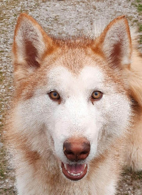 Étalon Alaskan Malamute - Rosamunde (Sans Affixe)