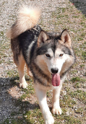 Étalon Alaskan Malamute - Pearl (Sans Affixe)