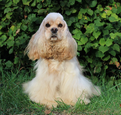 Étalon American Cocker Spaniel - Dream Of Best In Show Smashing seduction